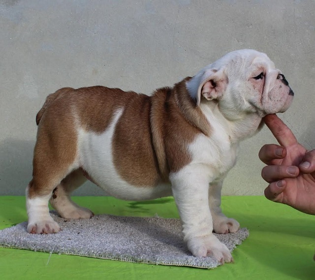 Engleski buldog, ženska štenad 